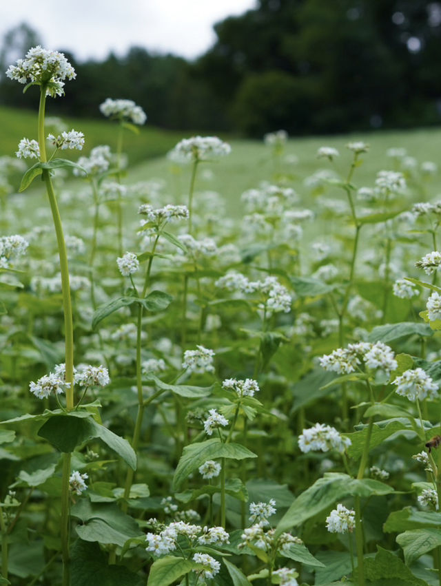 【夏旅×信州2泊3日】  一面の蕎麦の花  青空とのコントラストが絶景