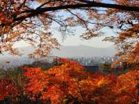 四季巡禮清水寺：京都名剎之美與儀式之心
