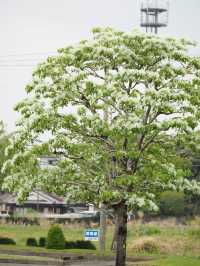  【宮崎】四季の花と光の魔法🌸フローランテ宮崎で癒しの