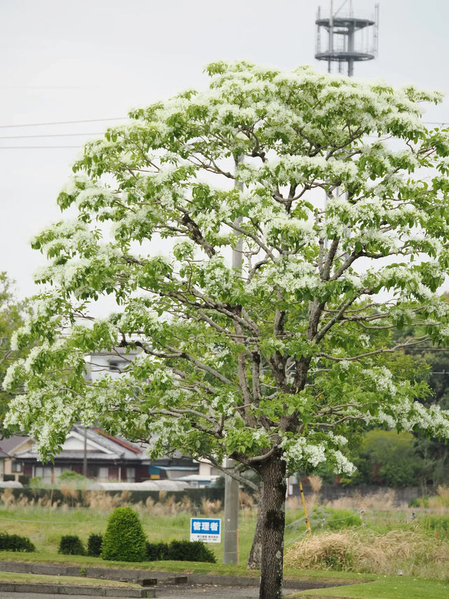  【宮崎】四季の花と光の魔法🌸フローランテ宮崎で癒しの