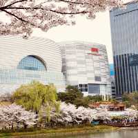 Solo Serenity at Seokchon Lake: Seoul’s Cherry Blossom Paradise** 🌸🚶♀️   