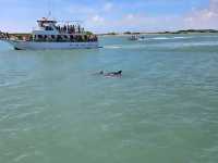 South Padre Island Dolphin Watch