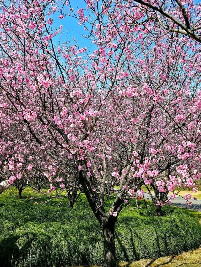 Spring waltz into Gucun Park
