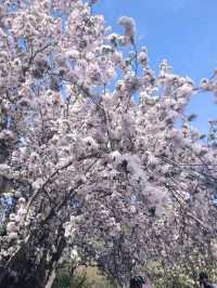 Yuyuantan Park Cherry Blossoms – Beijing’s Most Romantic Spring Spectacle