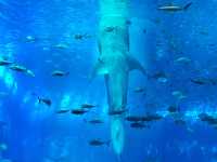 黑潮水槽震撼人心的海洋體驗/沖繩美麗海水族館