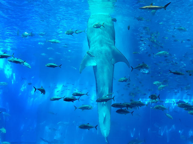 黑潮水槽震撼人心的海洋體驗/沖繩美麗海水族館