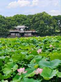 Where Summer Dances on Lotus Pads – West Lake’s Fragrant Aquatic Ballet"