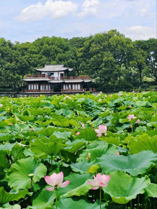 Where Summer Dances on Lotus Pads – West Lake’s Fragrant Aquatic Ballet"
