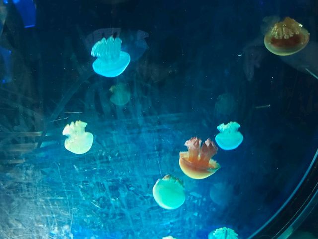 名古屋港水族館