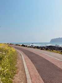 Walking the Sea: Jeju’s “Moses Miracle”