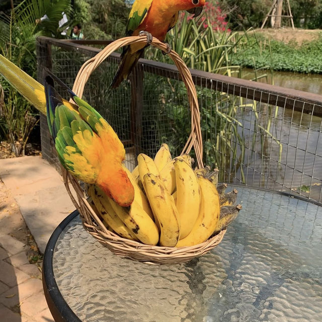 森の中の秘密基地！チョンブリーで見つけた動物カフェ「Monchang Cafe」🇹🇭