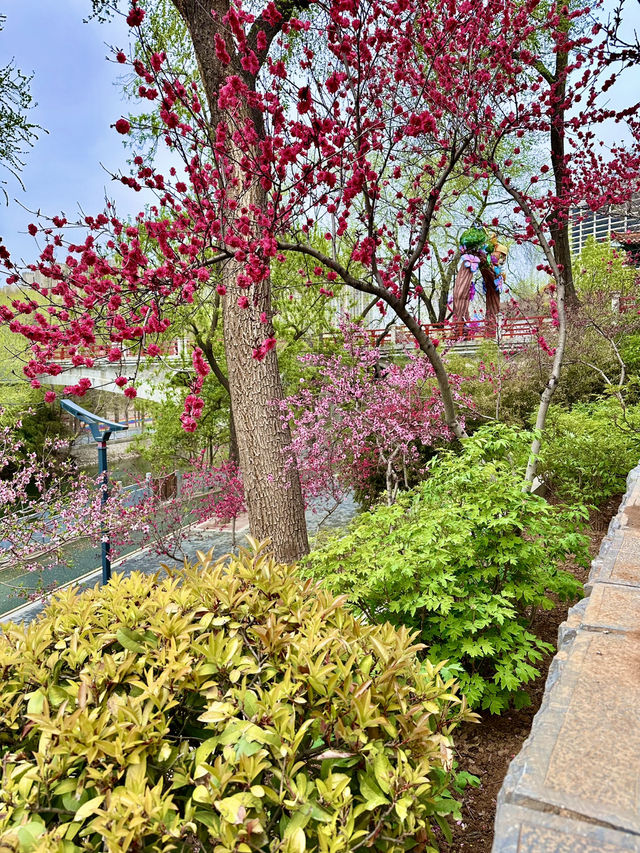 Where History Blooms – A Stroll Through Luoyang Wangcheng Park