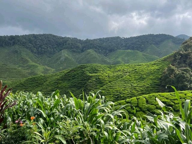 Sip, Stroll & Soak in the Views at Cameron Valley Tea