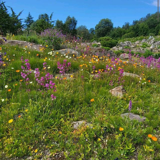 Tromsø – Arctic–Alpine Botanic GardenTromsø arktisk-alpine botanisk hage