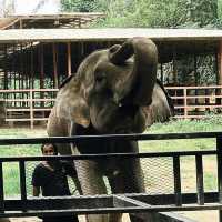 ป้อนอาหารช้าง ปางช้างไทรโยค จังหวัดกาญจนบุรี 🐘