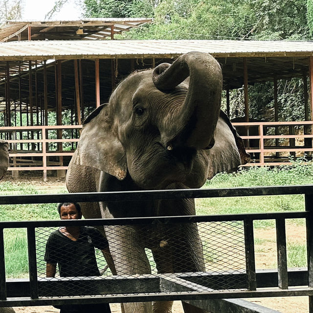 ป้อนอาหารช้าง ปางช้างไทรโยค จังหวัดกาญจนบุรี 🐘