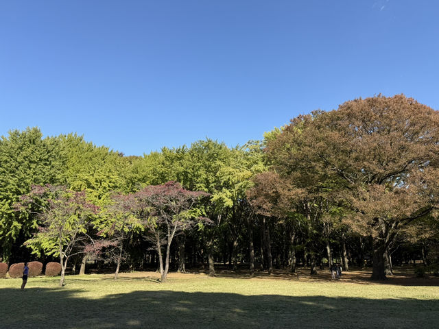 捕捉城市中的秋日金黃:代代木公園的銀杏與阿夫利拉麵饗宴  捕捉城市中的秋日金黃:代代木公園的銀杏與阿夫利拉麵饗宴