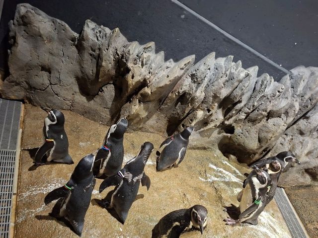 DMM水族館