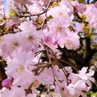 🌷横浜公園のチューリップと近場観光の組み合わせプラン