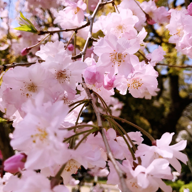 🌷横浜公園のチューリップと近場観光の組み合わせプラン