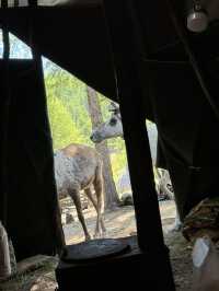 Reindeer Herders’ Village – Taiga, Mongolia