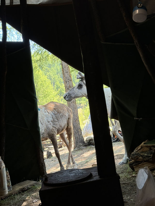 Reindeer Herders’ Village – Taiga, Mongolia
