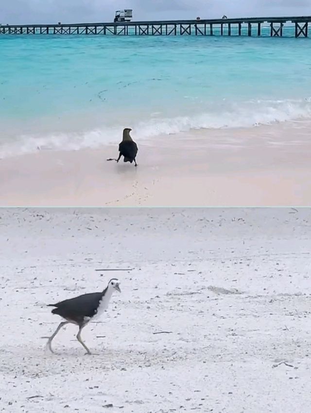 altTitle