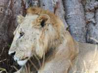 8 favourite captures in Tarangire National Park