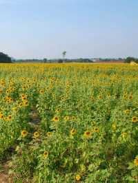 🌻 : ทุ่งทานตะวัน เขาจีนแล ลพบุรี