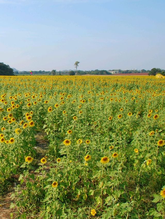 🌻 : ทุ่งทานตะวัน เขาจีนแล ลพบุรี