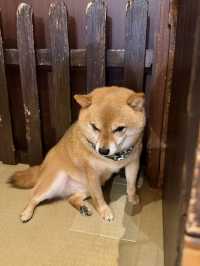 유후인에서 만난 달콤한 카레와 귀여운 시바카페 🍛🐕✨