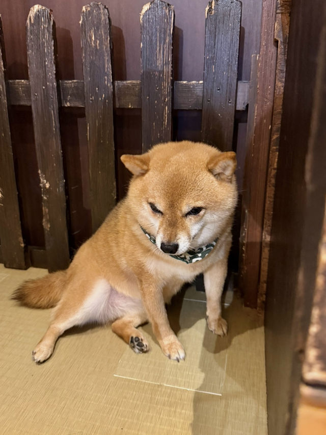 유후인에서 만난 달콤한 카레와 귀여운 시바카페 🍛🐕✨