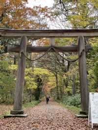 樹齢400年を超える杉並木 パワーを感じられずにはいられない