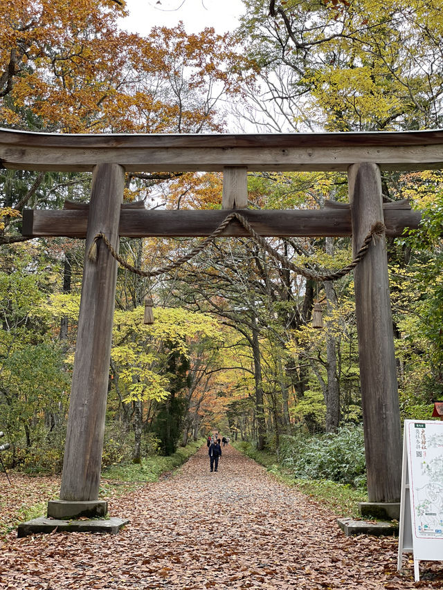 樹齢400年を超える杉並木 パワーを感じられずにはいられない 樹齢400年を超える杉並木 パワーを感じられずにはいられない