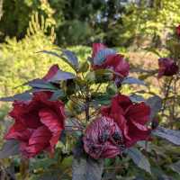 Loki Schmidt Garden Botanical of University Hamburg