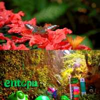 Butterfly Wonderland at Entopia: A Must-Visit in Penang 🦋🌺