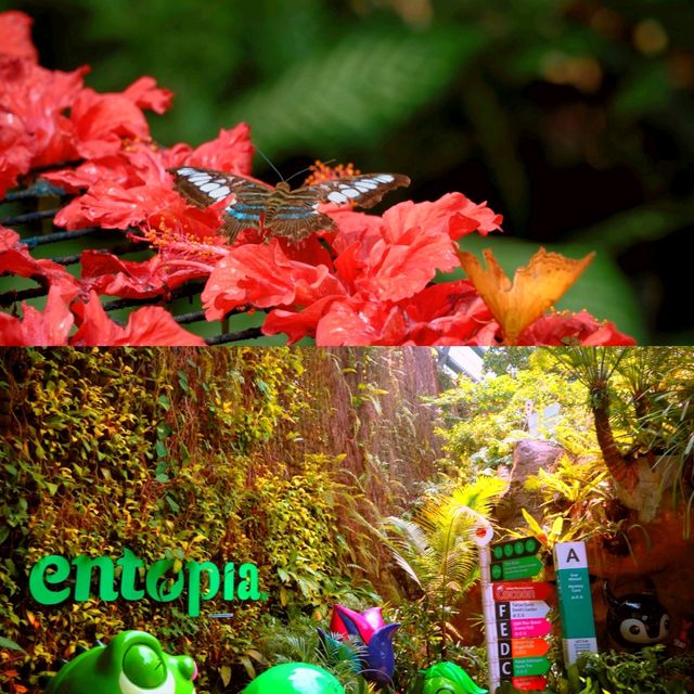 Butterfly Wonderland at Entopia: A Must-Visit in Penang 🦋🌺