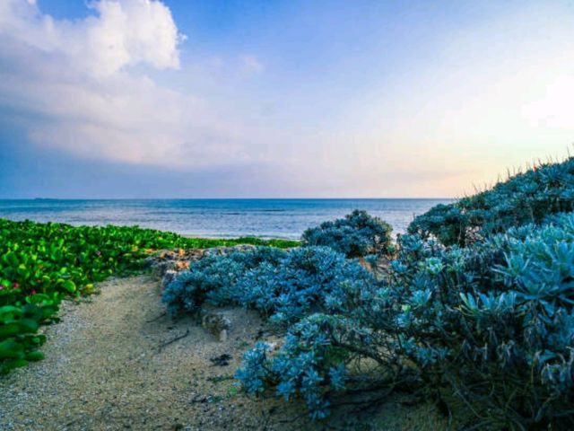만자모(万座毛) – 코끼리 바위 절경 만자모(万座毛) – 코끼리 바위 절경