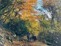 Forest Therapy on Mt. Kubote - Embrace Nature With All Five Senses