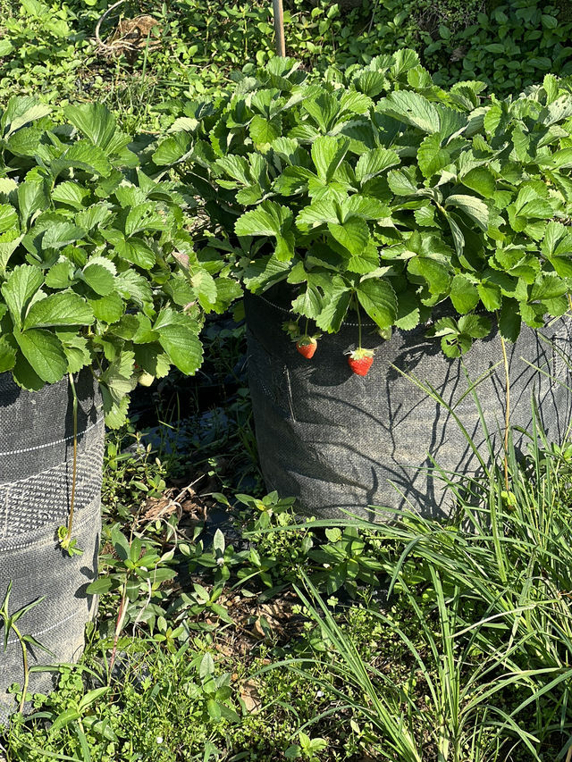 เก็บสตอเบอรี่ที่สวน Catra strawberry @Indonesia 