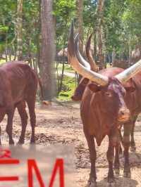 富國島珍珠野生動物園