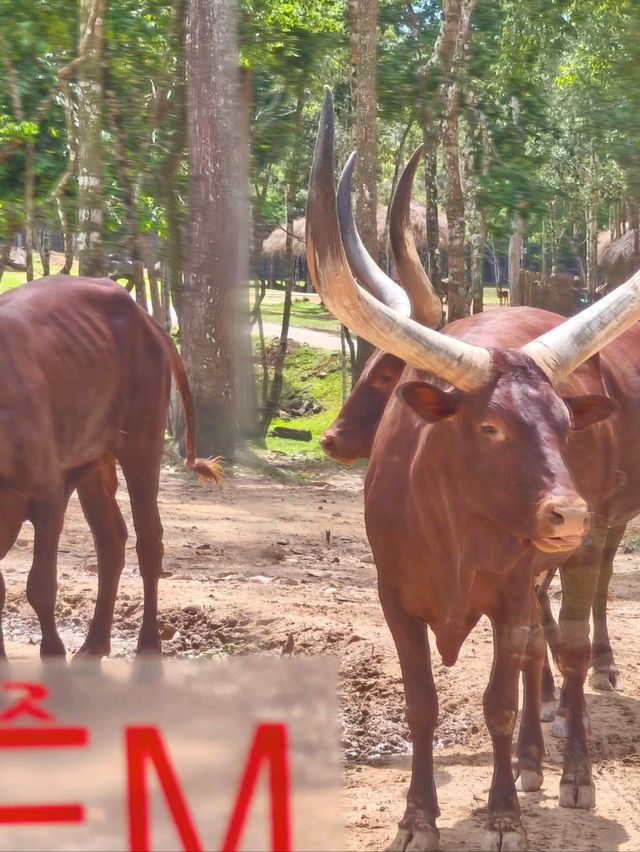 富國島珍珠野生動物園 富國島珍珠野生動物園