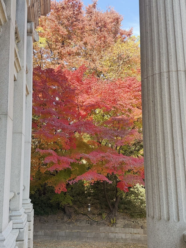서울에서 만난 가장 아름다운 가을, 덕수궁 단풍 산책