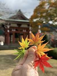 Quineville Fall Vibes & Fuji Views: Ultimate 3-Day Itinerary 🍁🌄