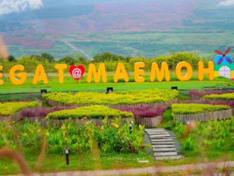 황금빛 해바라기, 매모 광산