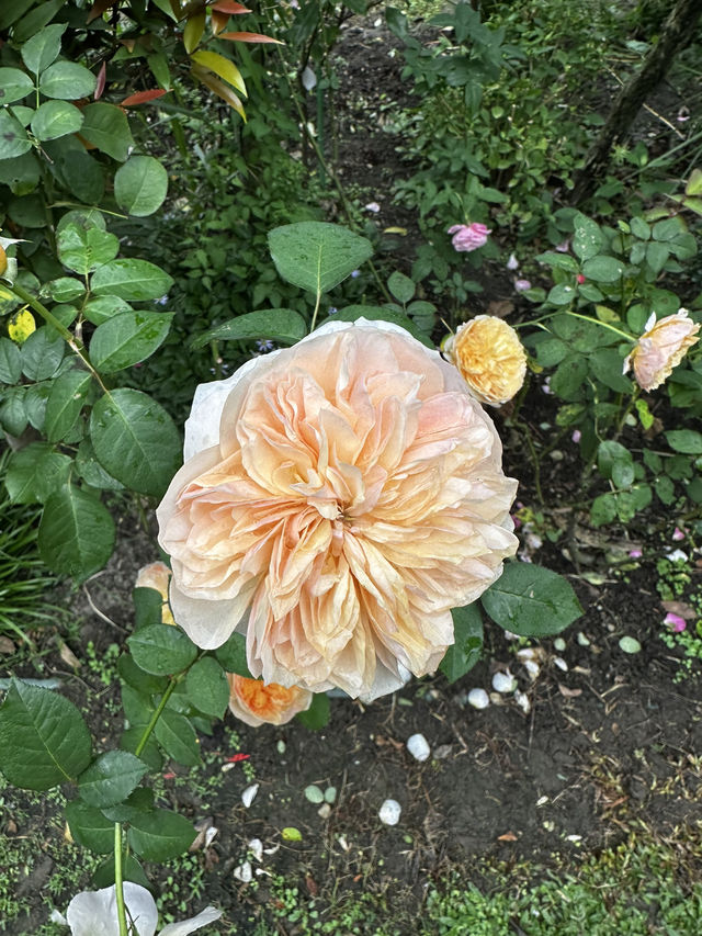 週末療癒提案！桃園雅聞魅力博覽館：迷迭香花園步道與玻璃屋植物探險 🌱