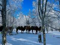 Winter Dreamland in Datudingzi Mountain ❄️🧊☃️♥️