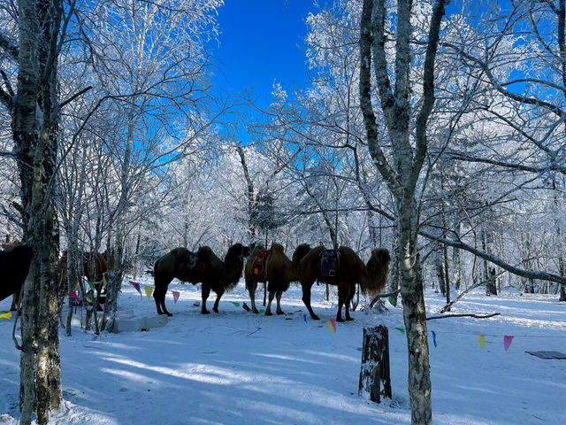 Winter Dreamland in Datudingzi Mountain ❄️🧊☃️♥️ Winter Dreamland in Datudingzi Mountain ❄️🧊☃️♥️