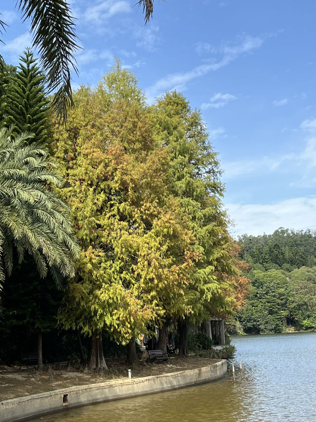 深圳秋日落羽松打卡|仙湖公園浪漫湖邊漫步🌲🍁 深圳秋日落羽松打卡|仙湖公園浪漫湖邊漫步🌲🍁