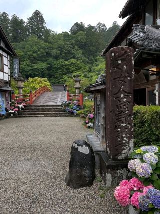 A Forest Sanctuary for Everyone